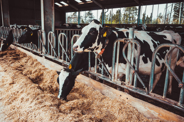 Cows on Farm. agriculture industry - Фото, зображення