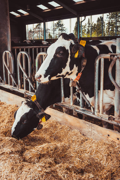 Cows in a farm. Dairy cows. Cowshed - Zdjęcie, obraz