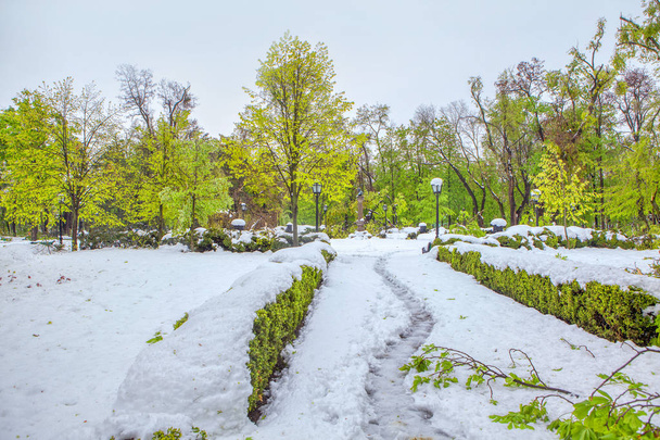 Tavaszi zöld park fedezi a hó  - Fotó, kép