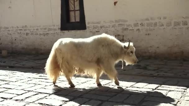 tibetische Yaks in der Stadt Lhasa - Filmmaterial, Video