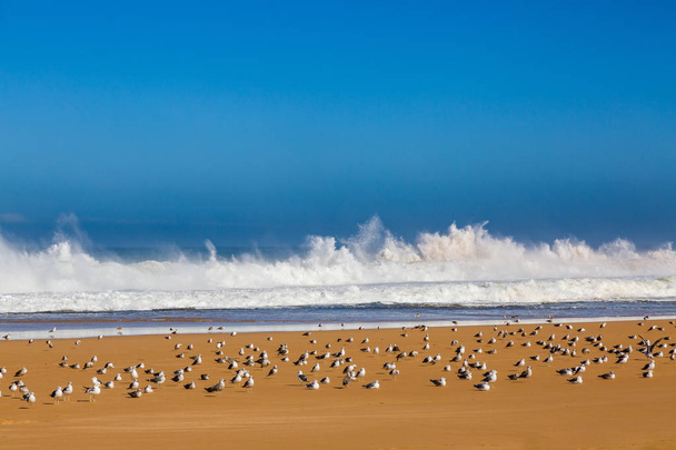 嵐の大西洋の海岸にサーフィンの波付近のサフィ、モロッコ - 写真・画像