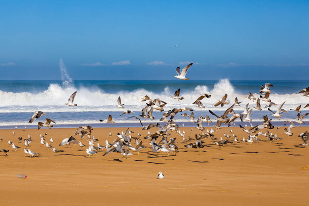 Волны серфинга на берегу бурной Атлантики близ Сафи, Марокко
 - Фото, изображение