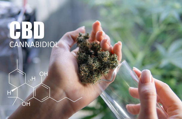 alkuaineiden kemialliset kaavat THC CBD marihuanan lääketieteellisissä kannoissa
  - Valokuva, kuva