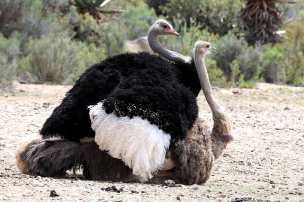Mating Ostrich Birds - Фото, изображение