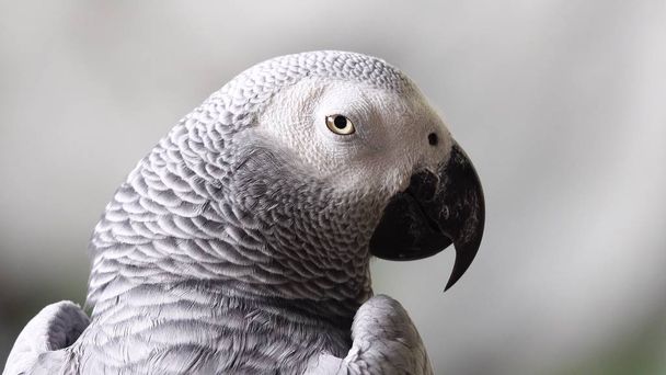 Afrigan grey parrot bird pet animals wildlife nature  - Fotografie, Obrázek