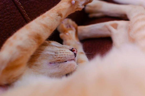 Uyku ve genişletilmiş pençeleri ile açık yeşil zencefil kırmızı oryantal kedi gözleri - Fotoğraf, Görsel