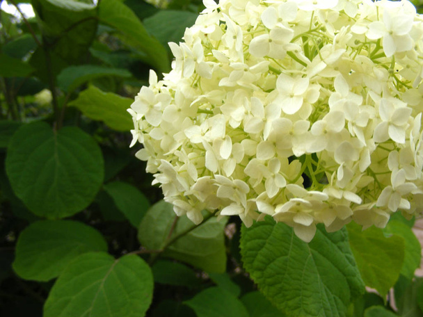 Béžové a bílé hortenzie zblízka s volno - Fotografie, Obrázek