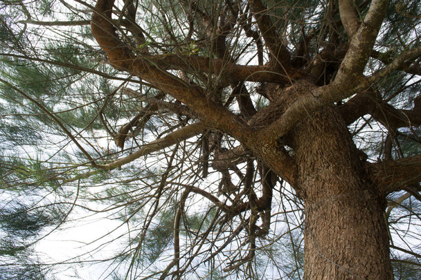 Big tree trunk, taken from below, angle up. - Foto, Imagen
