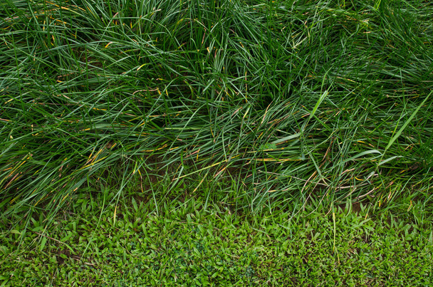 Close up of green grass on the flow. - Foto, Imagem