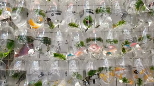 金魚の香港での市場での販売のためのビニール袋 - 映像、動画