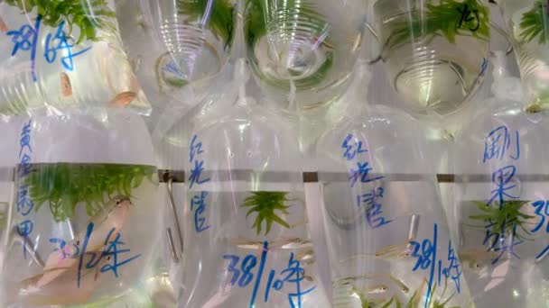 Goldfish In plastic zakken te koop op een markt In Hong Kong - Video