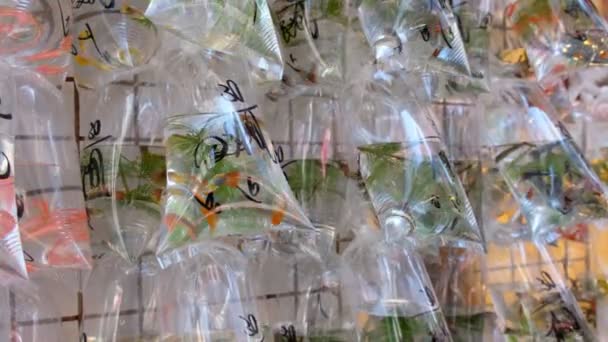 Pesce rosso in sacchetti di plastica In vendita in un mercato di Hong Kong
 - Filmati, video