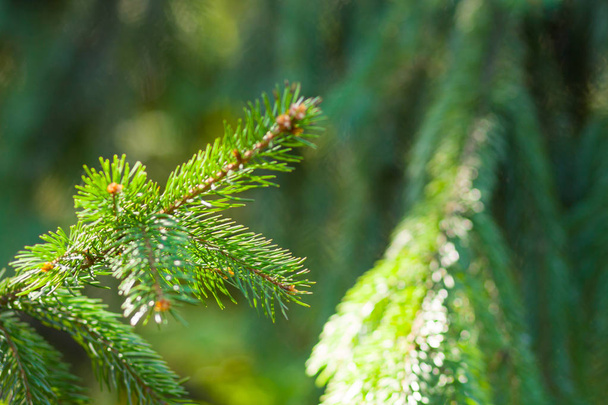 Christmas tree branches on blurred background. Spruce needles on green background with bokeh. Blank for Christmas cards. Coniferous forest on sunny day - Zdjęcie, obraz