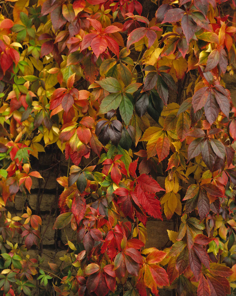 Parthenocissus quinquefolia com cores de outono crescendo uma parede de jardim
 - Foto, Imagem