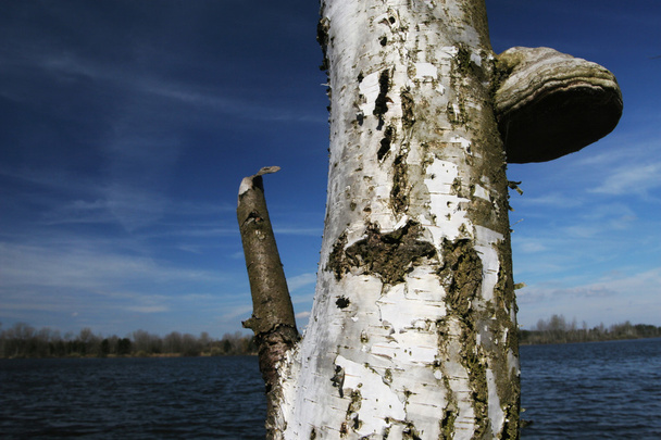 Birch trunk on a lake-shore - Valokuva, kuva