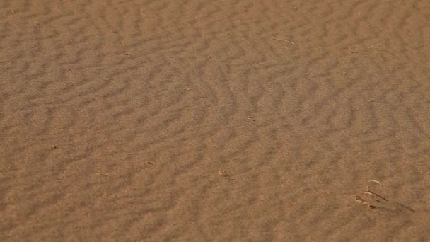 Αμμοθύελλα στην έρημο, γραφικό - Πλάνα, βίντεο