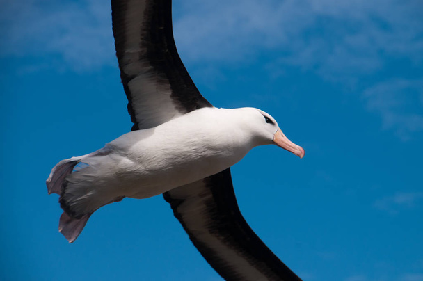 Black-Browed Albatross na wyspie Westpoint - Zdjęcie, obraz