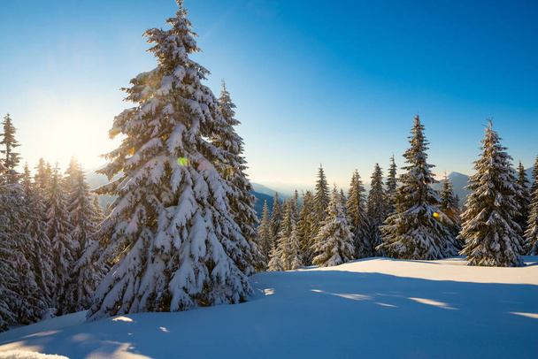 Magic sunrise in the winter mountains after snowfall - a huge pine trees covered with snow on the background of blue sky, winter fairy tale. Wide angle, backlight. - Foto, imagen