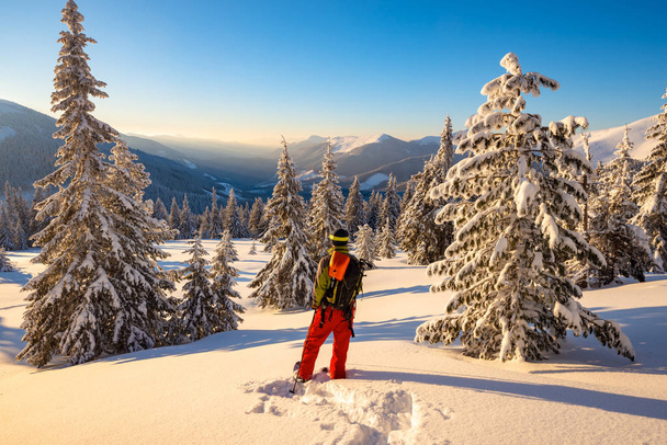 Traveler goes snowshoeing among huge pine trees covered with snow, admires awesome view of winter mountains. Epic winter adventure in the mountains. Back view. - Φωτογραφία, εικόνα
