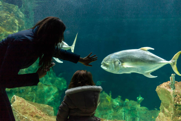 子供と若い女性は、水族館で魚を見る。イタリアのリヴォルノで大規模な水族館を訪れる人々 のシルエット. - 写真・画像