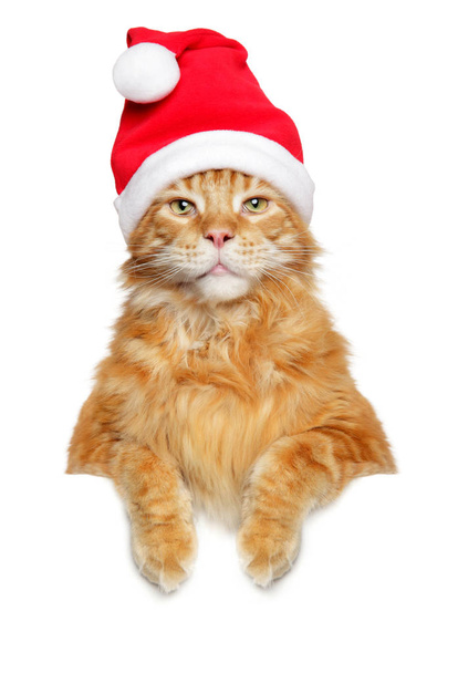 Maine-coon above banner, isolated on white background wearing Santa hat - Foto, afbeelding