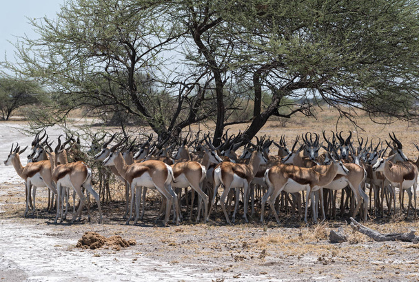 Impala Nxai Pan Ulusal Parkı, Botswana'da bir ağaç gölgesinde sürüsü - Fotoğraf, Görsel