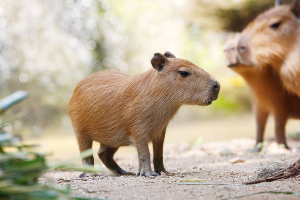 Muy lindo roedor más grande Capybara (Hydrochoerus hydrochaeris
) - Foto, imagen