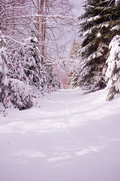 The path to the forest. Snowy trail. Sunny day in the winter forest.Vertical frame. - Foto, Imagem