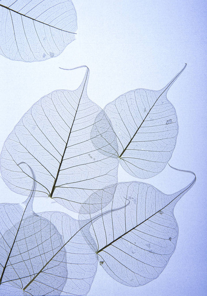 arka plan olarak şeffaf kurutulmuş yaprakları - Fotoğraf, Görsel