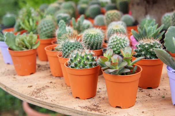Group of small and colorful cactus planted in small plastic pots and it is used as decoration.  - Photo, Image