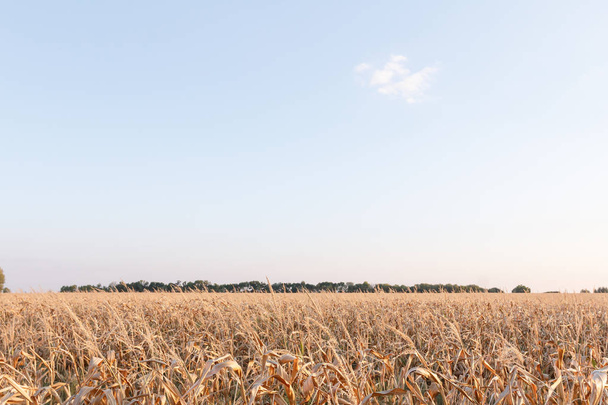 Corn crop fields landscape outdoors background cornfields. - Foto, Imagen