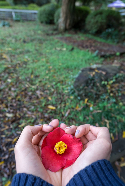 Woman's hand holding onto a single camellia flower in Jeju Island, South Korea - Photo, Image