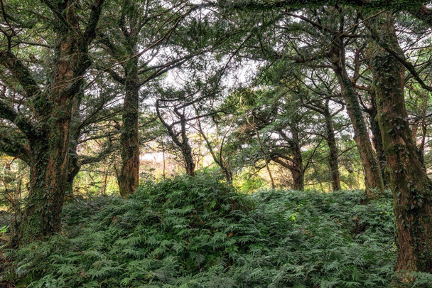 Bijarim Wald auf der Insel Jeju im Winter aufgenommen. Der Bijarim-Wald ist ein berühmtes Naturdenkmal auf der Insel Jeju mit 2800 Muskatnussbäumen, die zwischen 500 und 800 Jahre alt sind - Foto, Bild