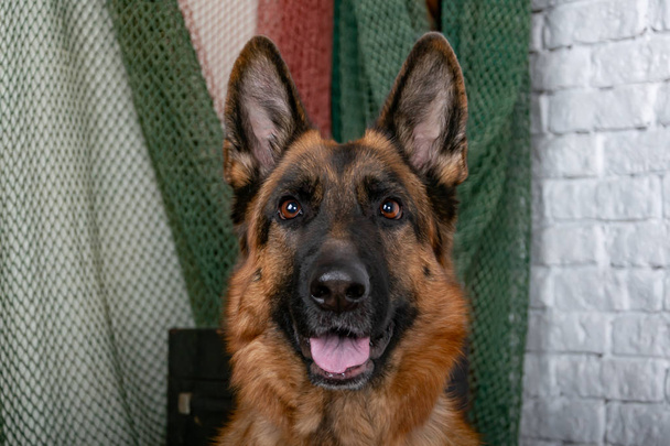 Vrolijke parmantig hond op een achtergrond van baksteen. Duitse herder. Leuk weinig gezicht. Studio fotosessie. Lome verwachting van de vergadering - Foto, afbeelding
