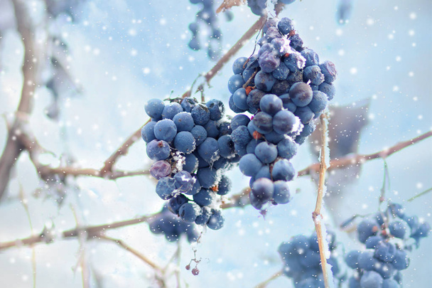 Wino lodowe. Wina czerwone winogrona na wino lodowe w zimy i śniegu. Mrożone winogron białych płatków lodu, najsłodsza wina jest z winogron rozdrobnione po pierwszych przymrozków. - Zdjęcie, obraz