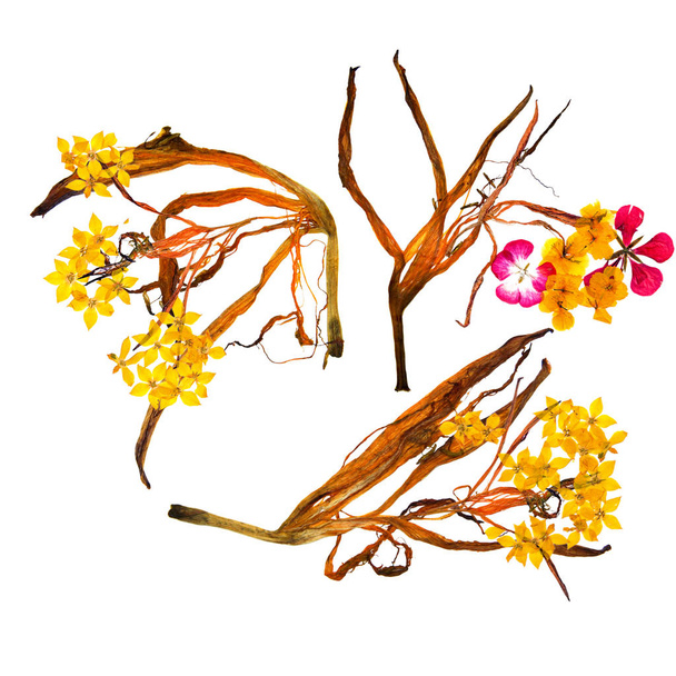 ramo de aplicación de pétalos de lirio extraños secos y flores multicolores prensadas
 - Foto, imagen