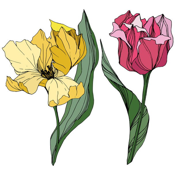 Vector Tulip engraved ink art. Floral botanical flower. Spring leaf wildflower. Isolated tulip illustration element. - Vektör, Görsel