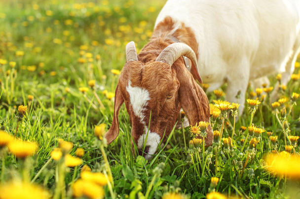 Anglo nubian goat male (billy) grazing on meadow full of dandelions lit by afternoon sunset light. - Foto, Bild