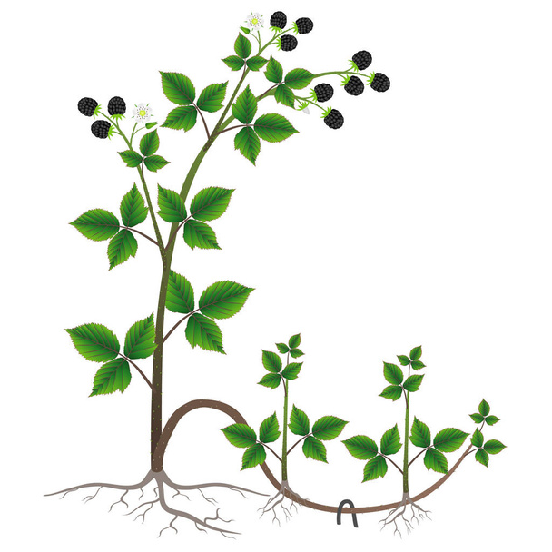 Reprodukcji roślin blackberry przez warstwy na białym tle. - Wektor, obraz