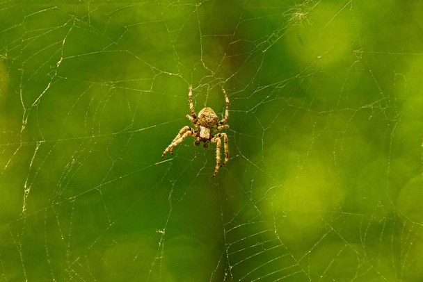 Μια μεγάλη αράχνη σε ένα περιεχόμενο web σε πράσινο φόντο - Φωτογραφία, εικόνα