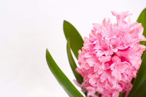Pink hyacinth background - Photo, Image