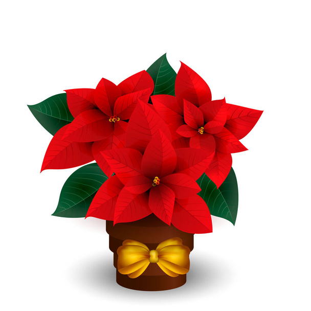 poinsettias for Christmas isolated on white background. Vector - Vector, Image