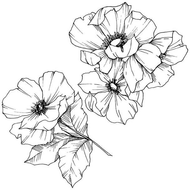 Vector Rosa canina flower. Black and white engraved ink art. Isolated rosa canina illustration element. - Vektör, Görsel