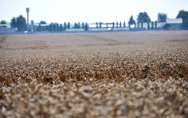 Paisaje rural con trigo maduro en el campo
 - Foto, imagen