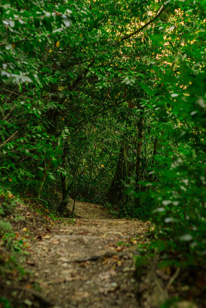 táj - kerti ösvény-val-a hegyoldalban egy zöld erdőben - Fotó, kép