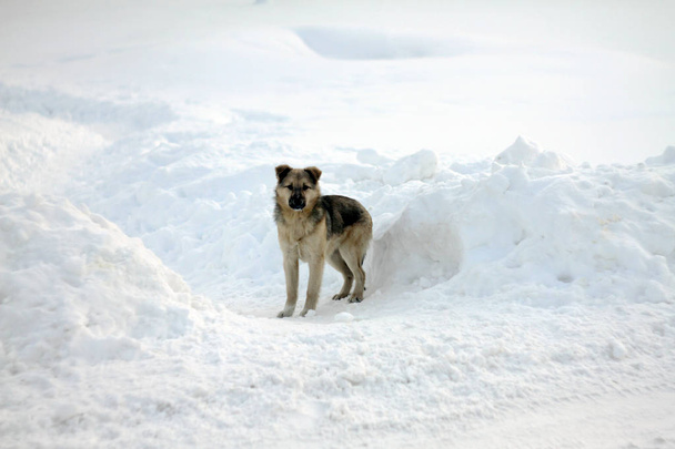 Perro sin hogar en la nieve, Pylypets, Ucrania
  - Foto, imagen