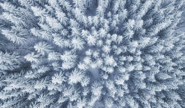 Vista aérea en el bosque de invierno. Pinos como fondo. Paisaje invernal desde el aire. Fondo forestal natural. Fondo forestal del dron - Foto, imagen