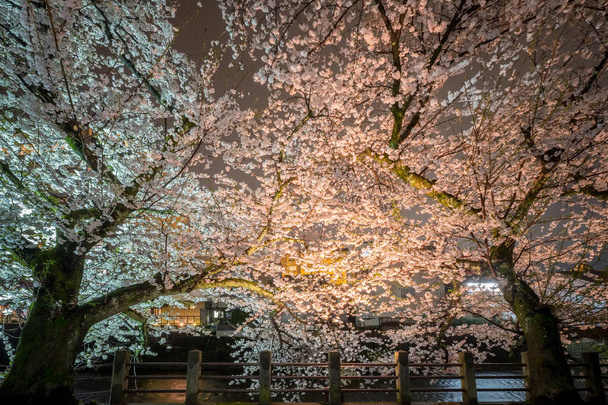 Τοπίο της κερασιάς (πλήρη άνθιση) int τη νύχτα στο Takayama, Ιαπωνία - Φωτογραφία, εικόνα