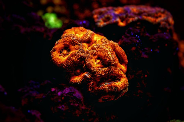 Lordhowensis mercan Lps arayın - Acanthastrea lordhowensis - Fotoğraf, Görsel
