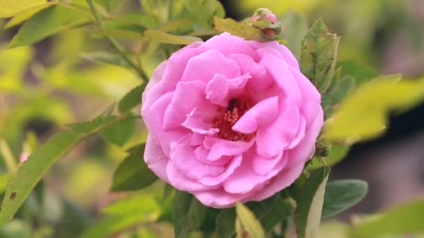 Rózsaszín rózsák nyílnak a kertben - Felvétel, videó